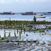 farming_seaweed_nlem_h_0592_bal3882.jpg